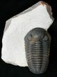 Beautiful Phacops Trilobite - Mrakib, Morocco #15662-2